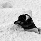 pinguin im schnee ...