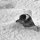 pinguin im schnee ...