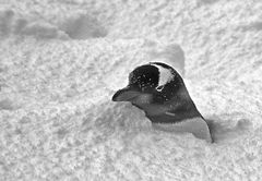 pinguin im schnee ...