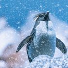 Pinguin im Schnee