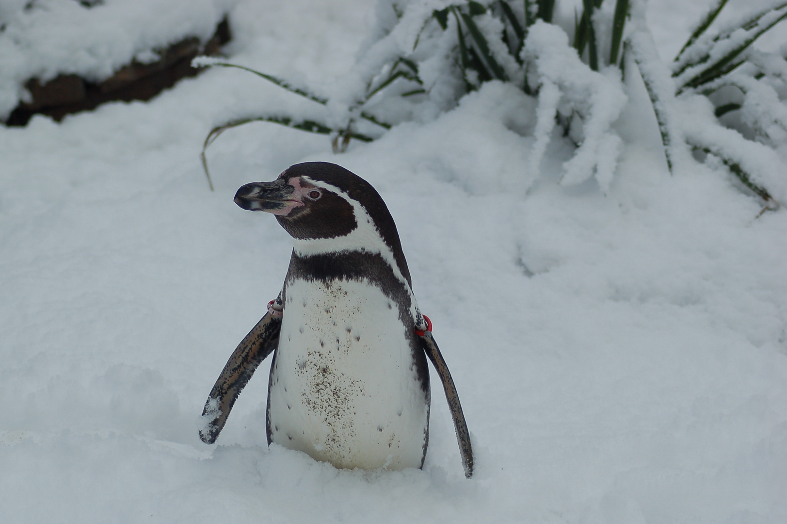 Pinguin im Schnee