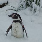 Pinguin im Schnee