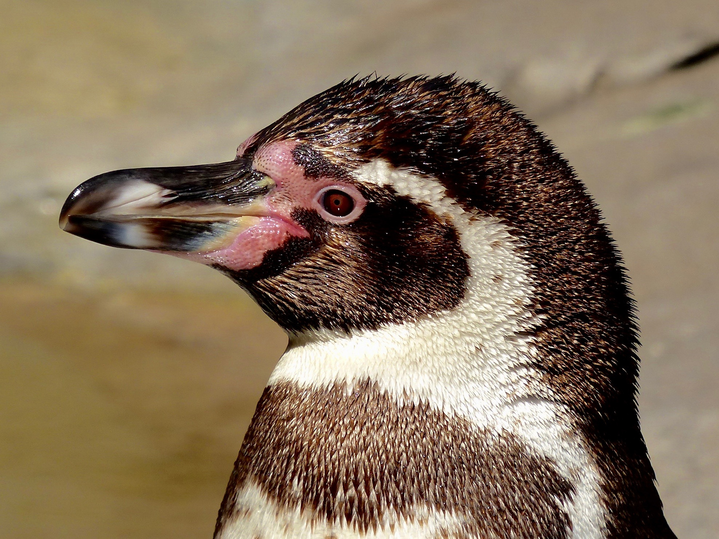 Pinguin im Sonnenlicht