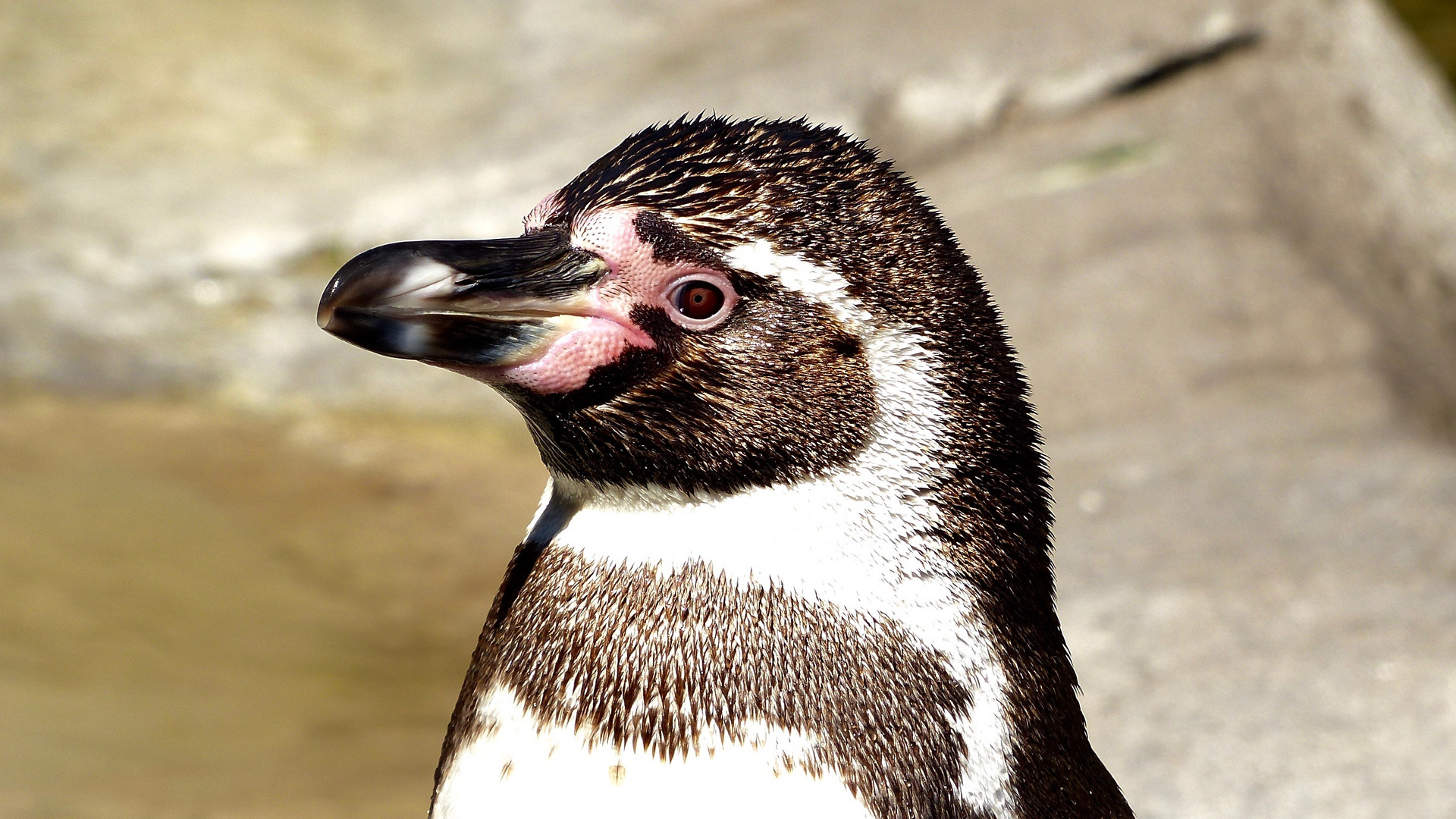 Pinguin im Sonnenlicht #2