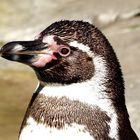 Pinguin im Sonnenlicht #2