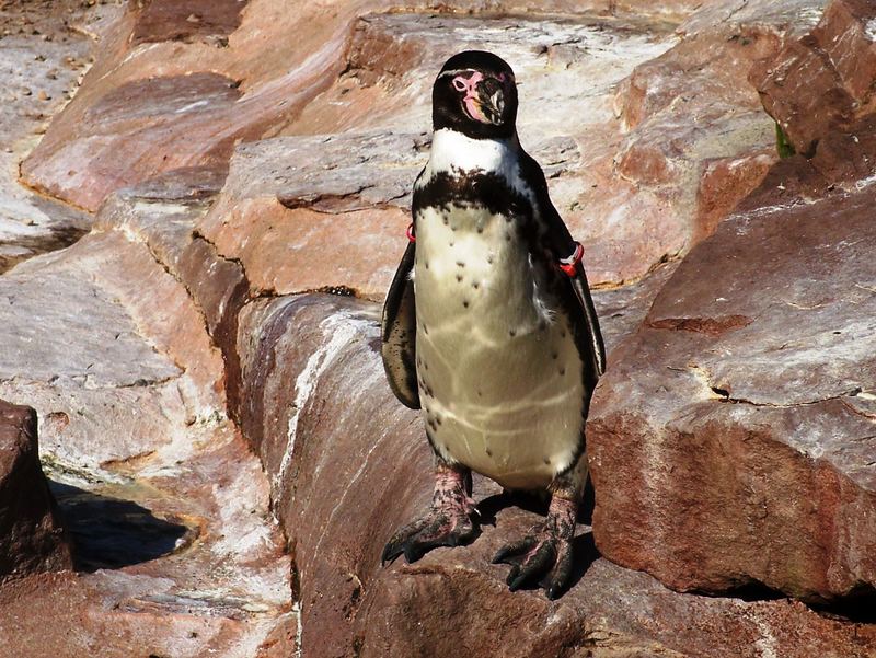 Pinguin im Tiergarten Nürnberg