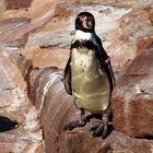 Pinguin im Tiergarten Nürnberg