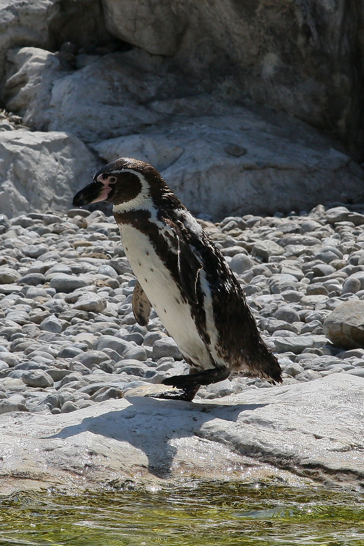 Pinguin im Tierpark Schönbrunn