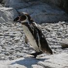 Pinguin im Tierpark Schönbrunn