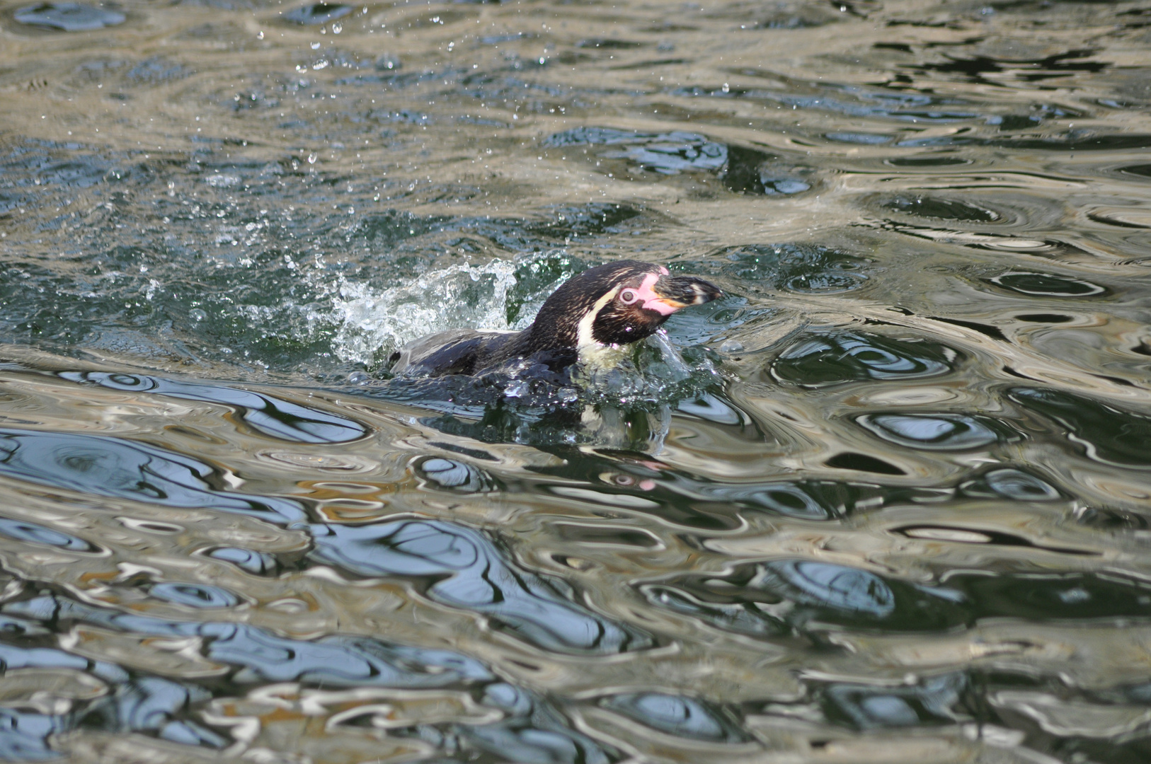 Pinguin im Wasser