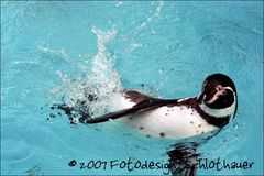 Pinguin im Wasser