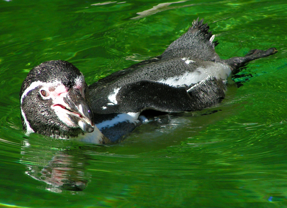 Pinguin im Wasser