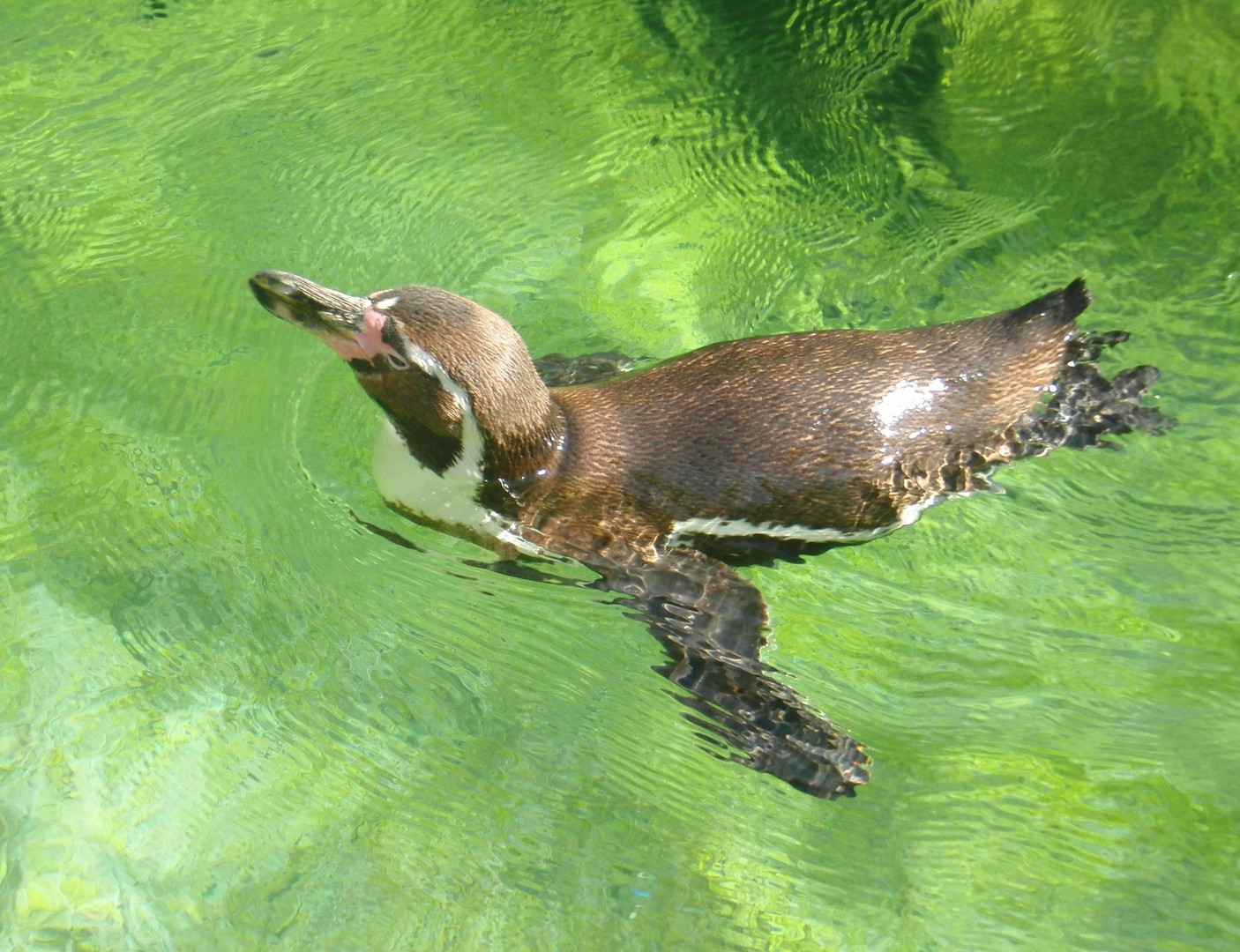 Pinguin im Wasser