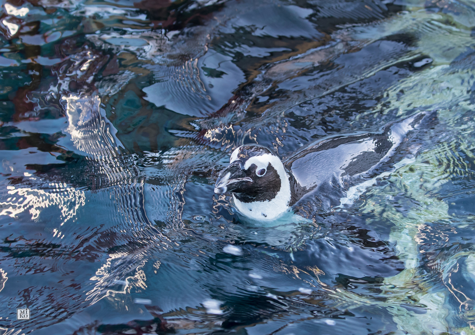 Pinguin im Wasser