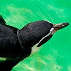 Pinguin im Wasser.