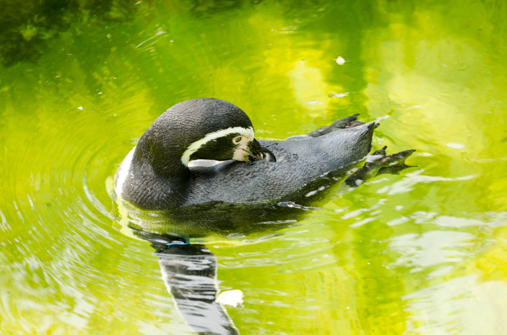 Pinguin im Zoo