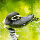 Pinguin im Zoo