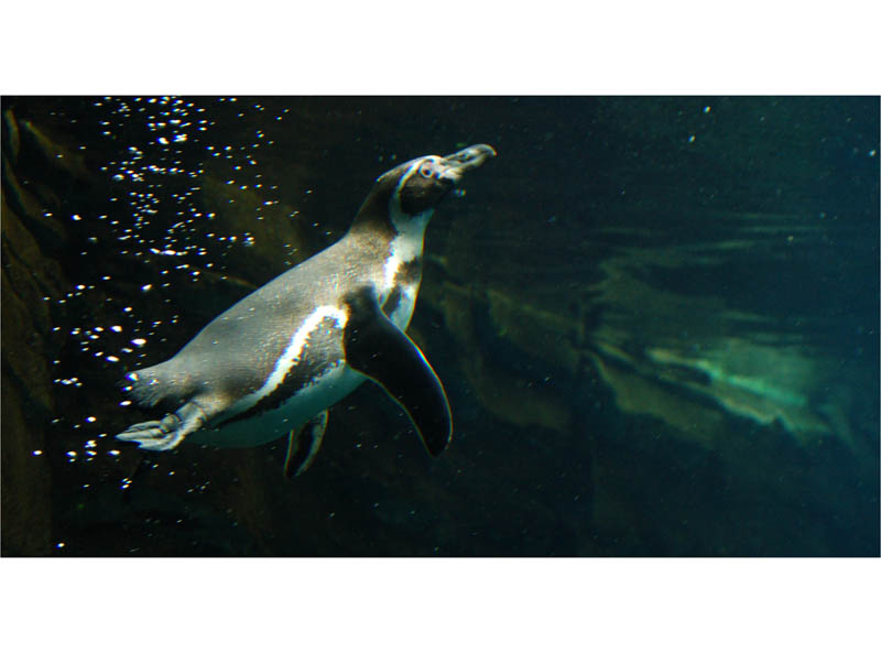 Pinguin im Zoo am Meer