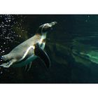 Pinguin im Zoo am Meer