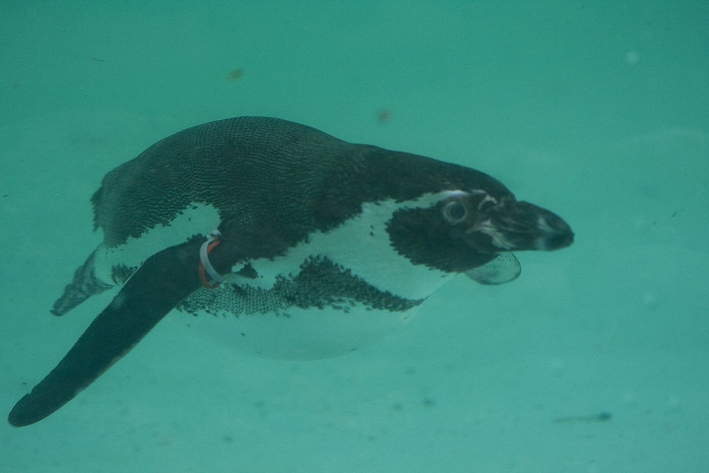 Pinguin im Zoo Dortmund