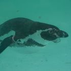 Pinguin im Zoo Dortmund