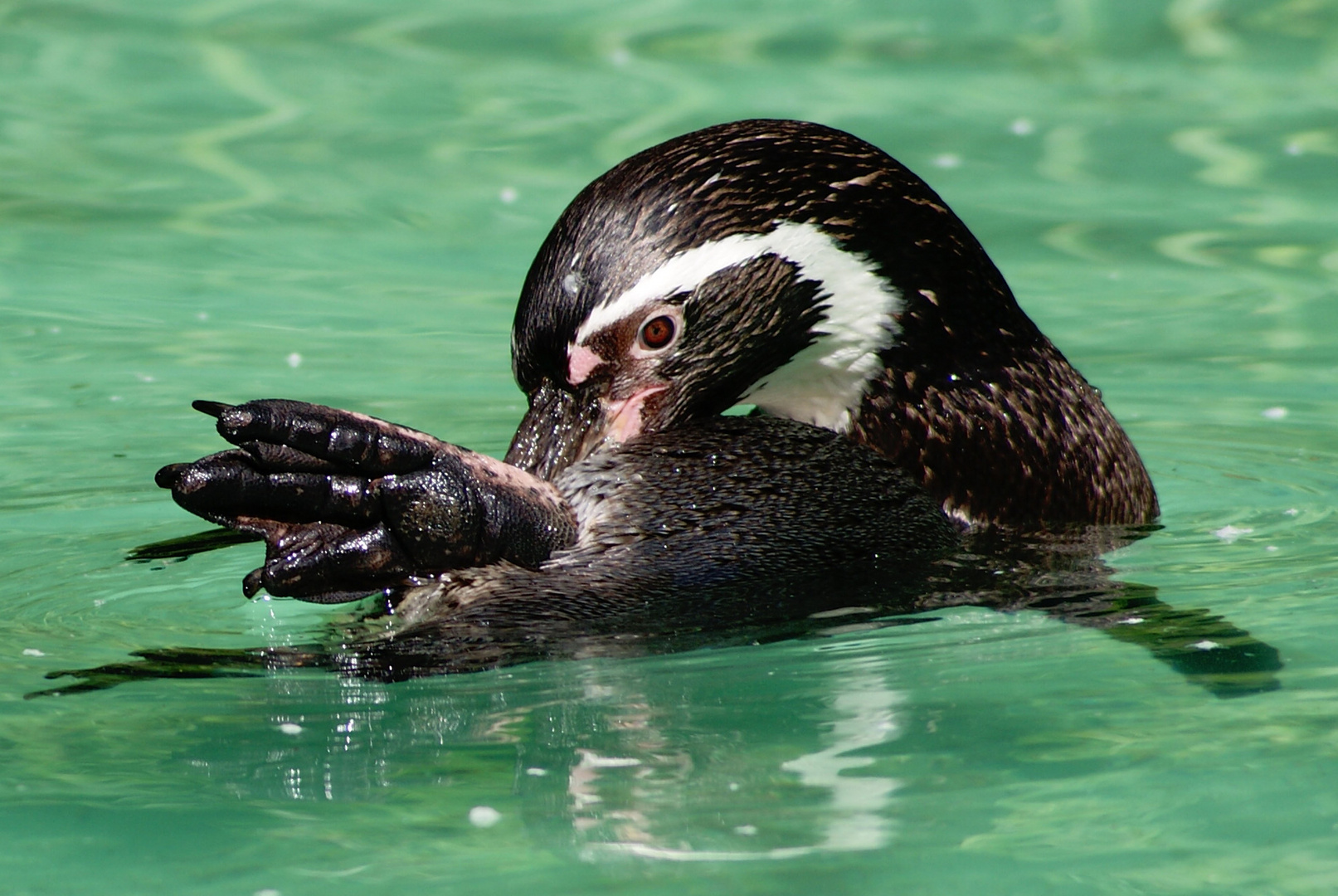 Pinguin im Zoo Dortmund