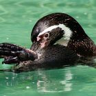 Pinguin im Zoo Dortmund