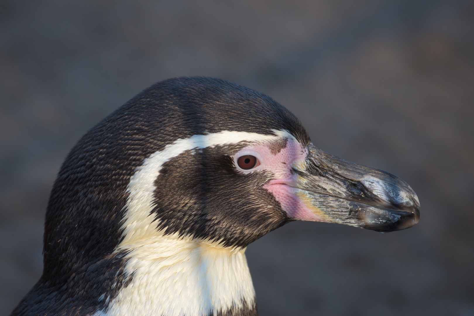 Pinguin im Zoo Eberswalde