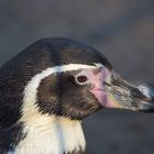 Pinguin im Zoo Eberswalde