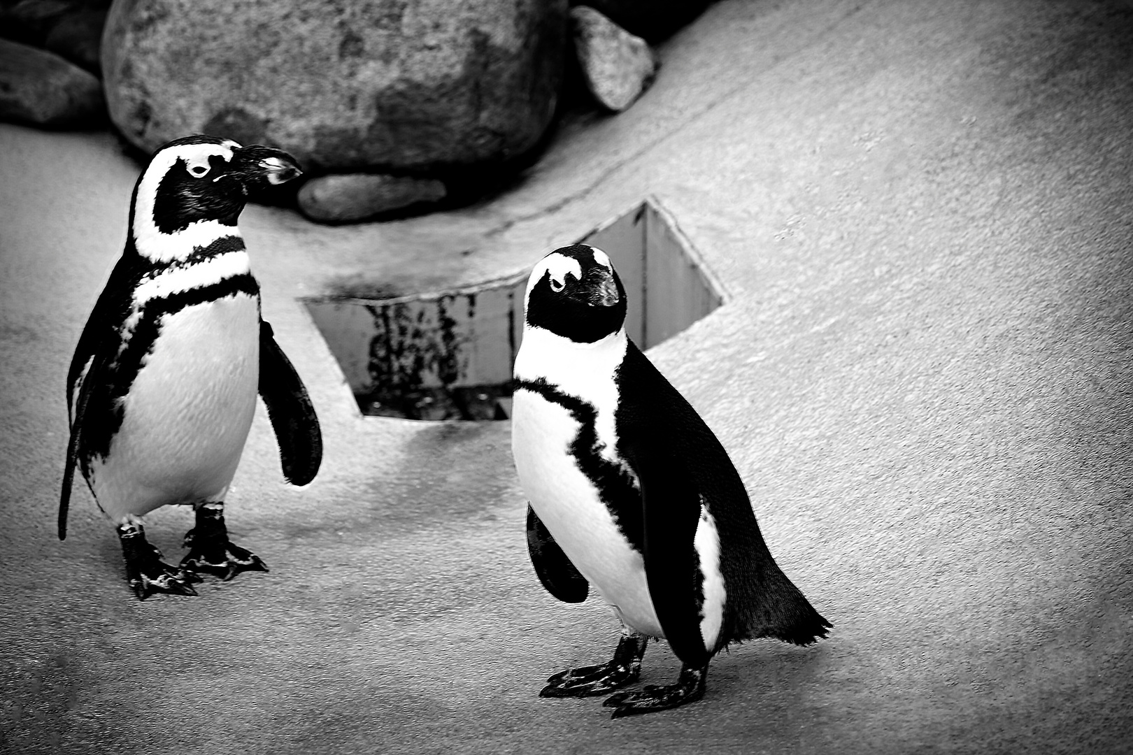 Pinguin im Zoo Hannover