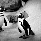 Pinguin im Zoo Hannover