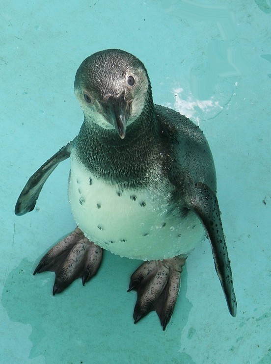 Pinguin im Zoo Koeln