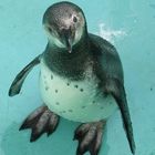 Pinguin im Zoo Koeln