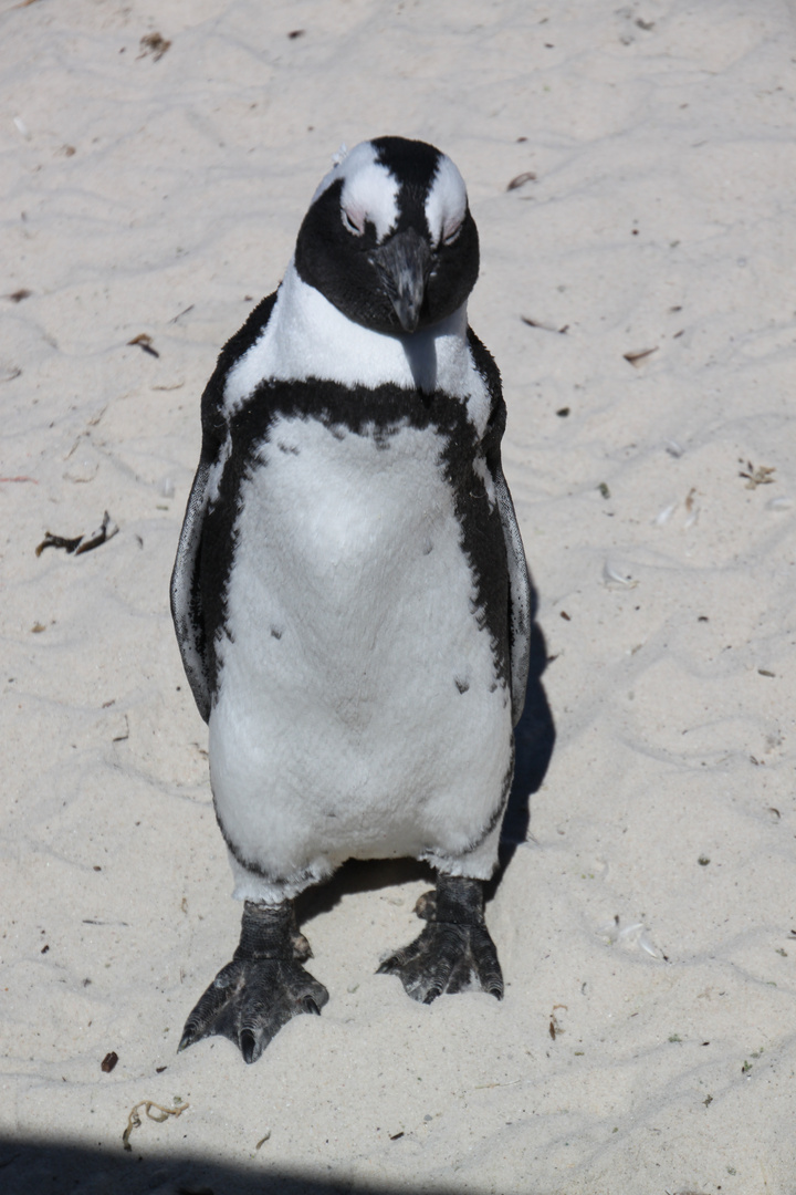 Pinguin in Boulders Südafrika