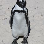 Pinguin in Boulders Südafrika