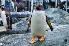 Pinguin in Chefpose