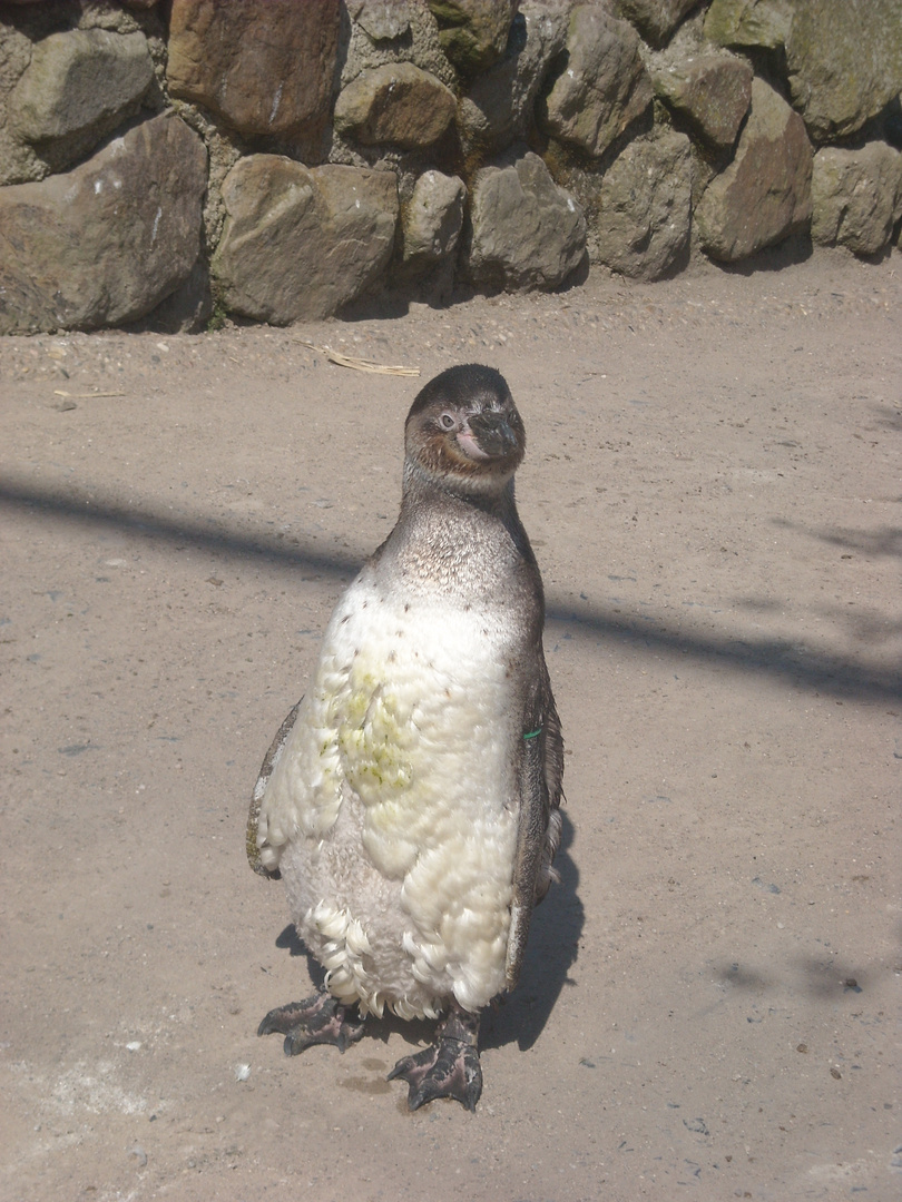 Pinguin in der Mauser