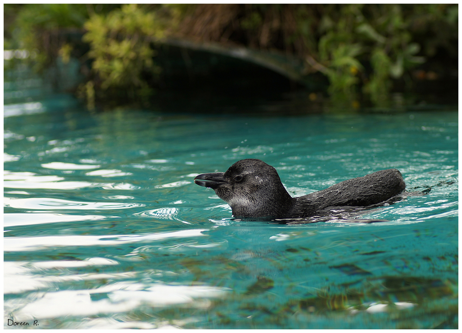 Pinguin in der Südsee