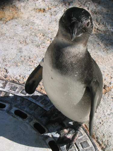 Pinguin in der Wilhelma Stuttgart