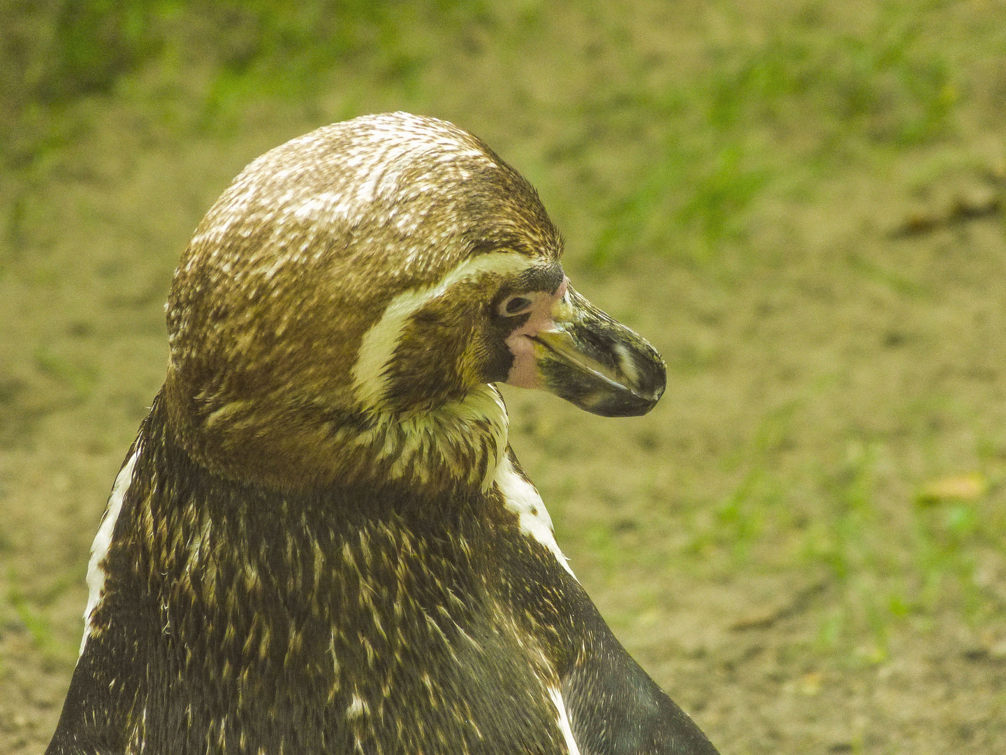 Pinguin in Eberswalder Zoo