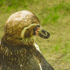 Pinguin in Eberswalder Zoo