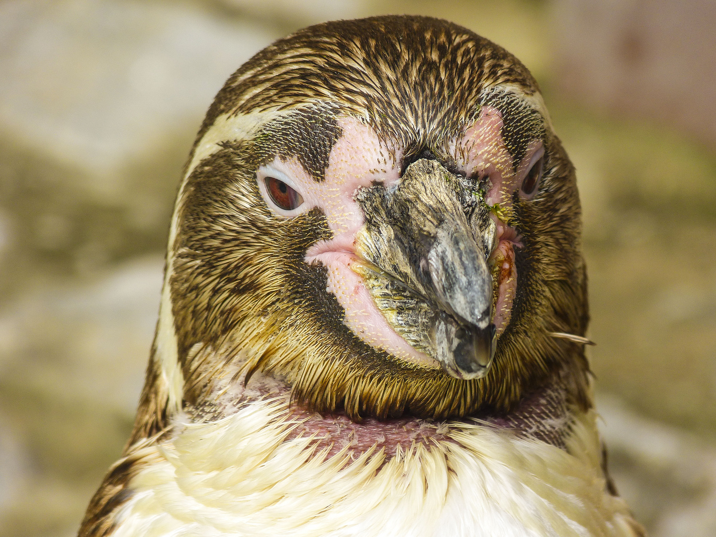 Pinguin in Eberswalder Zoo