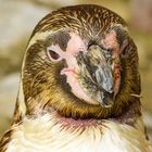 Pinguin in Eberswalder Zoo