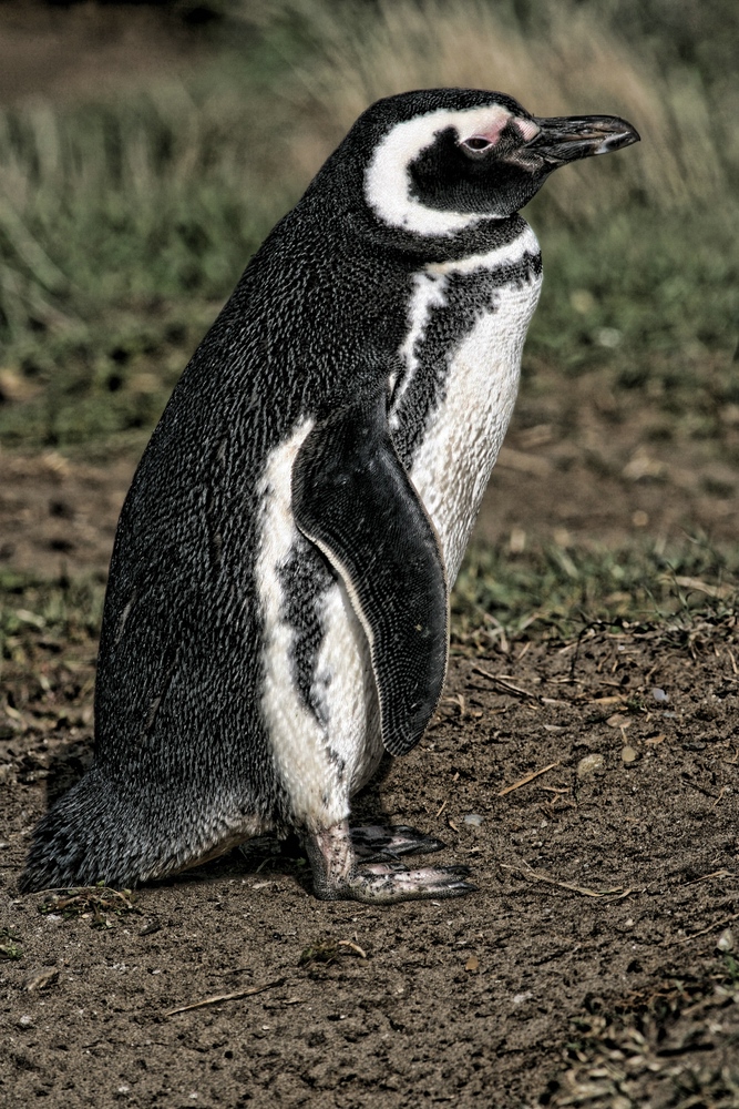 Pinguin in Patagonien
