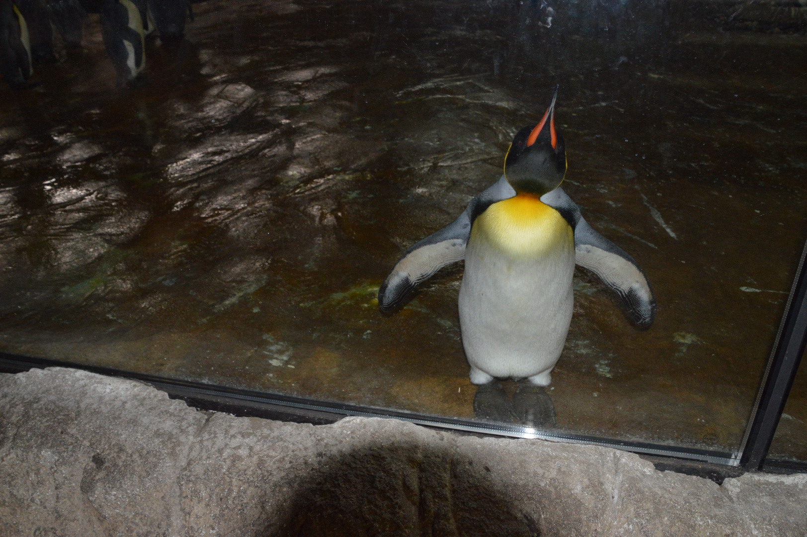 Pinguin in Pose