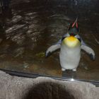 Pinguin in Pose