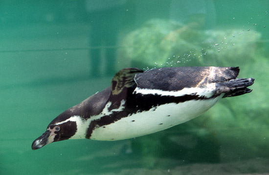 Pinguin in Schönbrunn