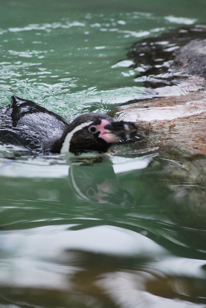 Pinguin in Schwimmlaune