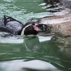 Pinguin in Schwimmlaune