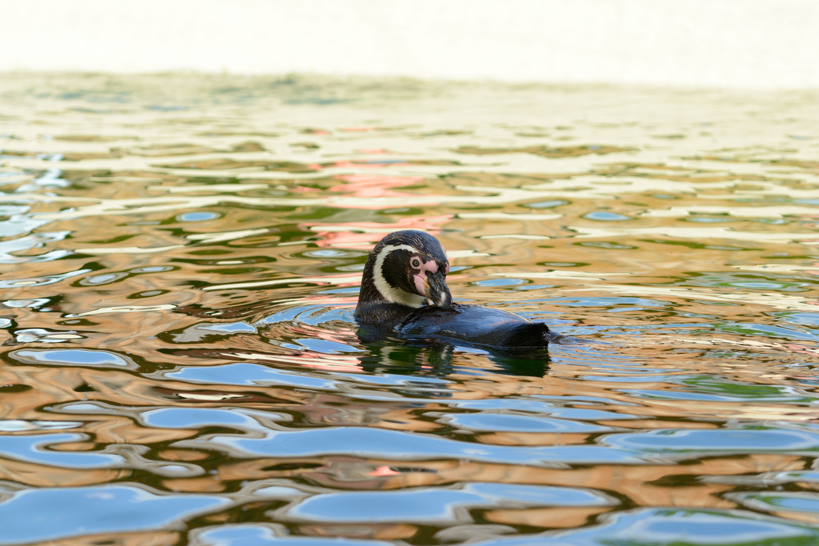 Pinguin in seinem Element